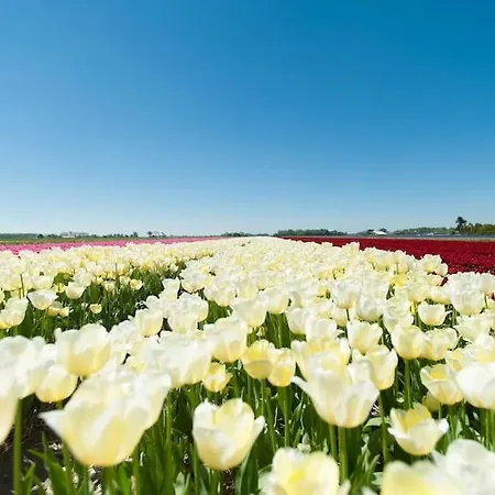 Emma's Atelier 3* ברחן